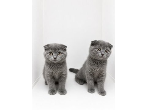 Scottish fold blue yavrular