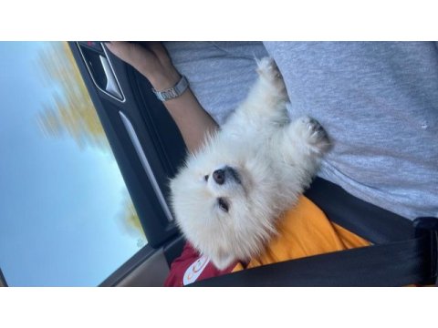 Klinik borcu karşılığında pomeranian