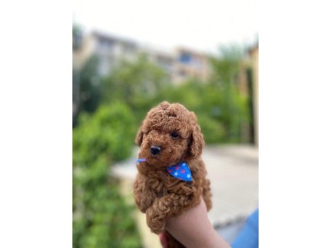Ev ortamında kore poodle bebekler