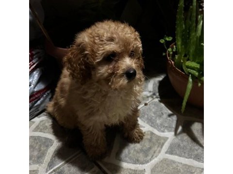 Sağlık ve ırk garantili poodle yavrular
