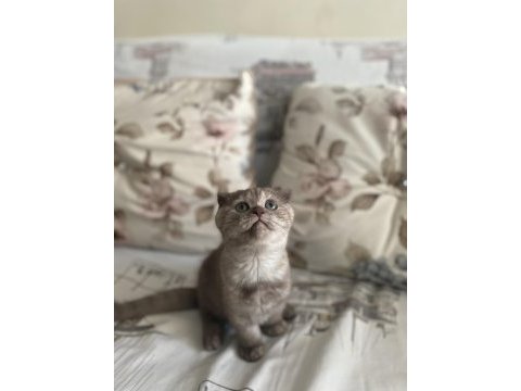2 buçuk aylık dişi scottish fold