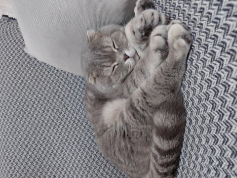 Sahiplendirilecek scottish fold kedimiz