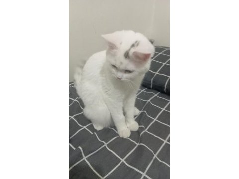 British shorthair kedimize yuva arıyoruz