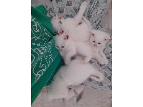 British shorthair yavrularım teslime hazır