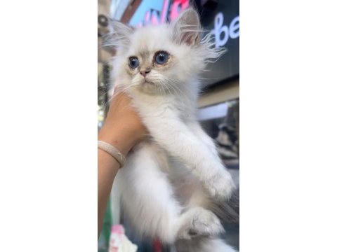 British longhair golden point erkek