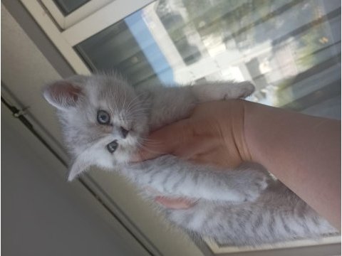 Süper gen bebek kediler