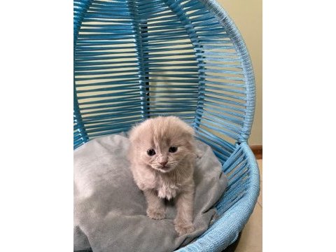 Scottish fold yavrularımız