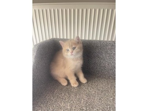British longhair yavru kedimiz