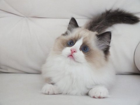Full şecereli ragdoll yavruları