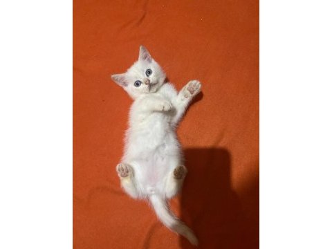 Dünya güzeli british shorthair bebeklerim