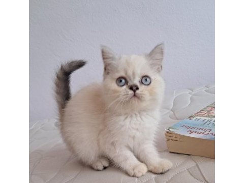 British shorthair point dişi