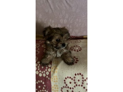 Yorkienese terrier
