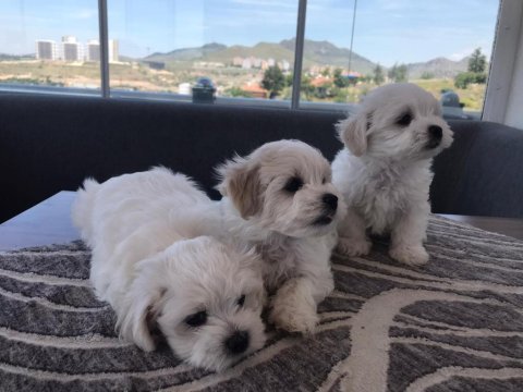 Morkie yavrularımız mağazamızda canlı görün