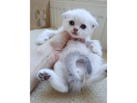 Beyaz scottish fold kartoplarım