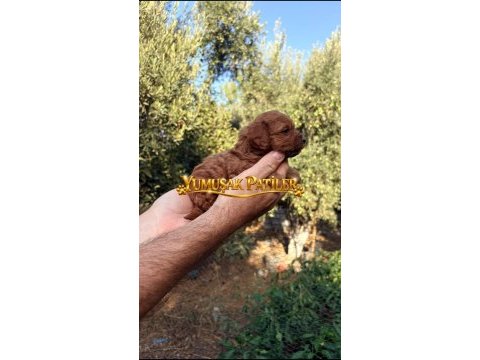 Red toy poodle