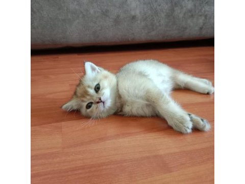 Safkan british shorthair yavruları