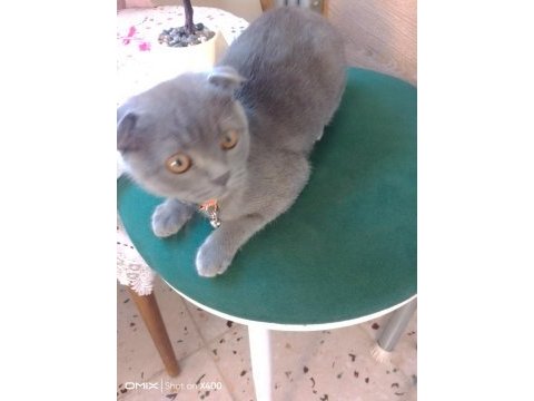 Kırık kulak scottish fold