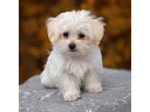 Maltese terrier xs sıfır numara uyumlu ve oyuncu