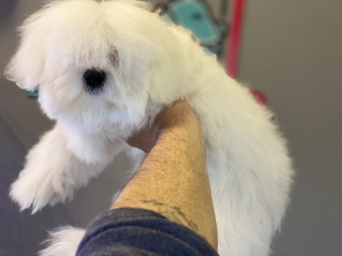 Nadir olan en güzel erkek kore maltese