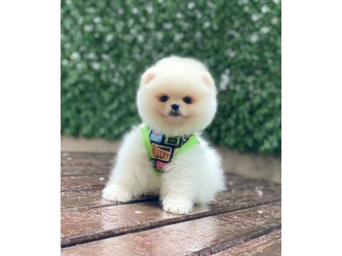 A kalite pomeranian boo