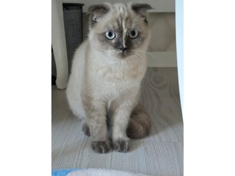 Güzel scottish fold kız