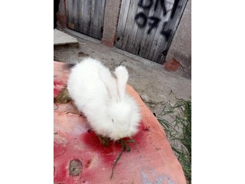 Üç adet hollanda lopu ve iki adet angora tavşanı