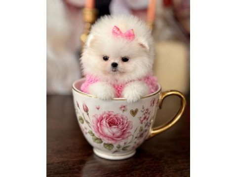 Pomeranian mikro boy prenses