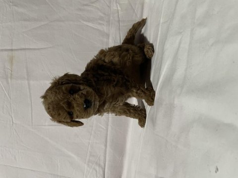 Irk ve sağlık garantili toy poodle bebekler