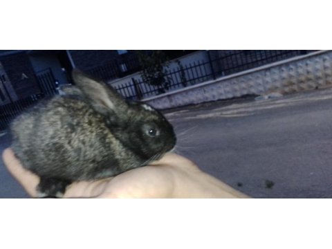 Her cinsten cüce mini lop tavşan yavrusu bulunur