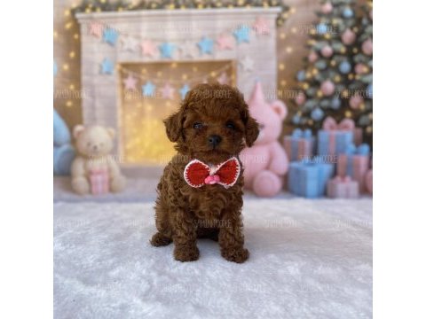 Toy poodle köpeği yavrular