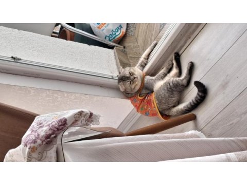 Scottish fold oğlumuza yeni yuva aranıyor