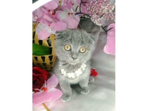 Scottish fold bebeklerimiz yeni ailelerini bekliyor