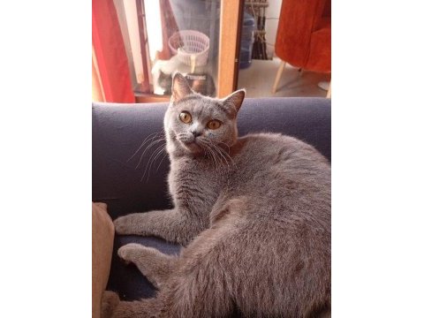 Ücretsiz sahiplendirme british shorthair kedisi