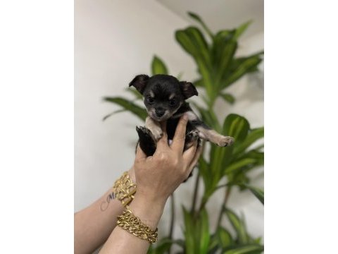 Pinscher değil chihuahua veriyoruz