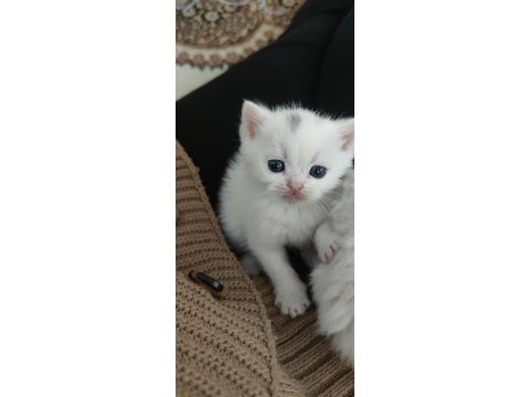 Sevdiğiniz için en güzeli british shorthair