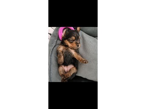 0 numara orijinal yorkie