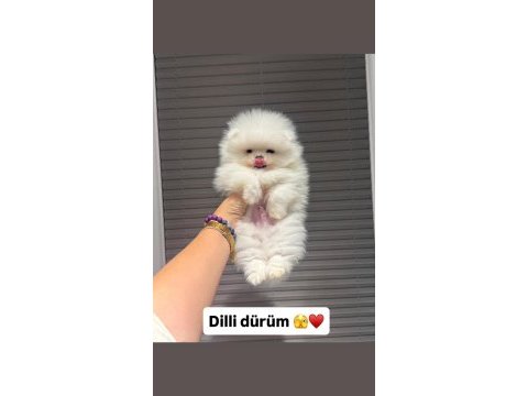 Orjinal ayıcık suratlı pomeranian boo teddy