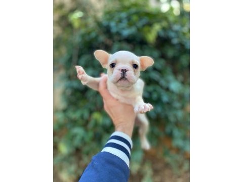Sağlıklı krem french bulldog bebekler