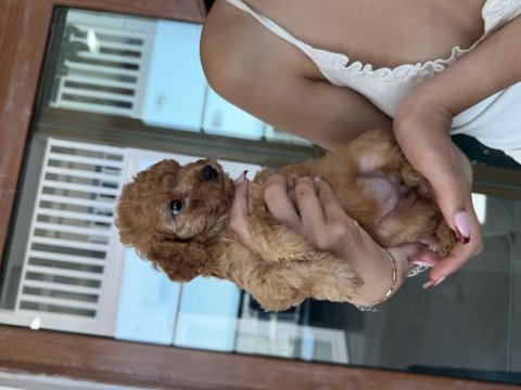 45 günlük 2 dişi toy poodle