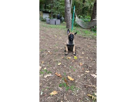 Belçika kurdu (malinois)