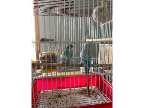 Çift muhabbet kuşu