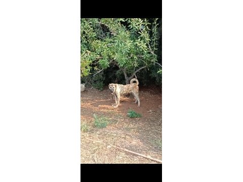 Üst düzey orijinal kangal yavru 6 aylık erkek köpeğimiz