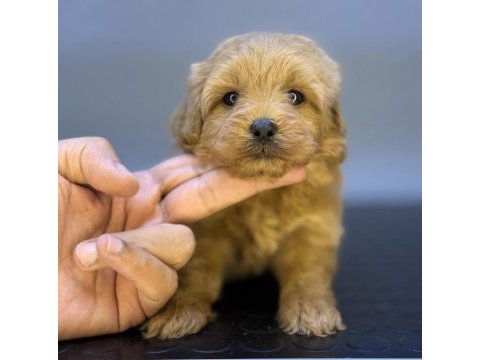 Red üst düzey maltipoo bebeklerimiz