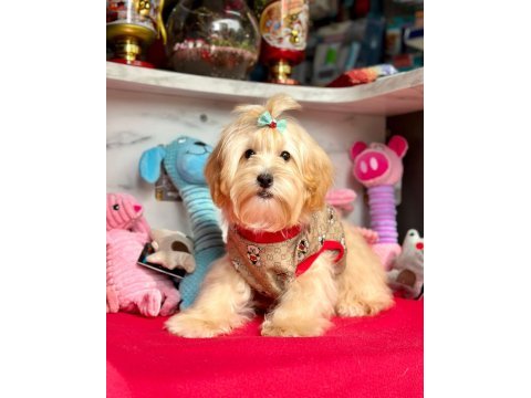 Kaliteli maltipoo
