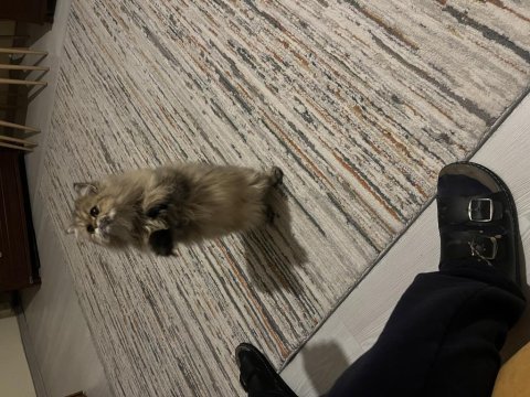Uysal ve akıllı özel bir british longhair