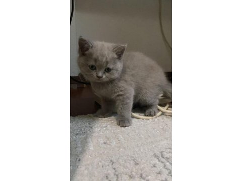 12 mayıs doğumlu british shorthair yavrularımız