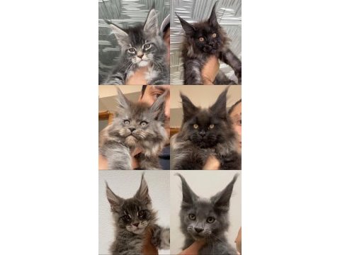 Xxl yurt dışı kan hatlarından a kalite maine coon
