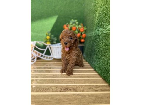 Referans poodle yavrumuz
