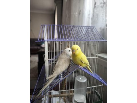 Yavru çift muhabbet kuşları