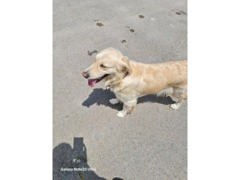 Golden retriever kızımıza yuva arıyoruz